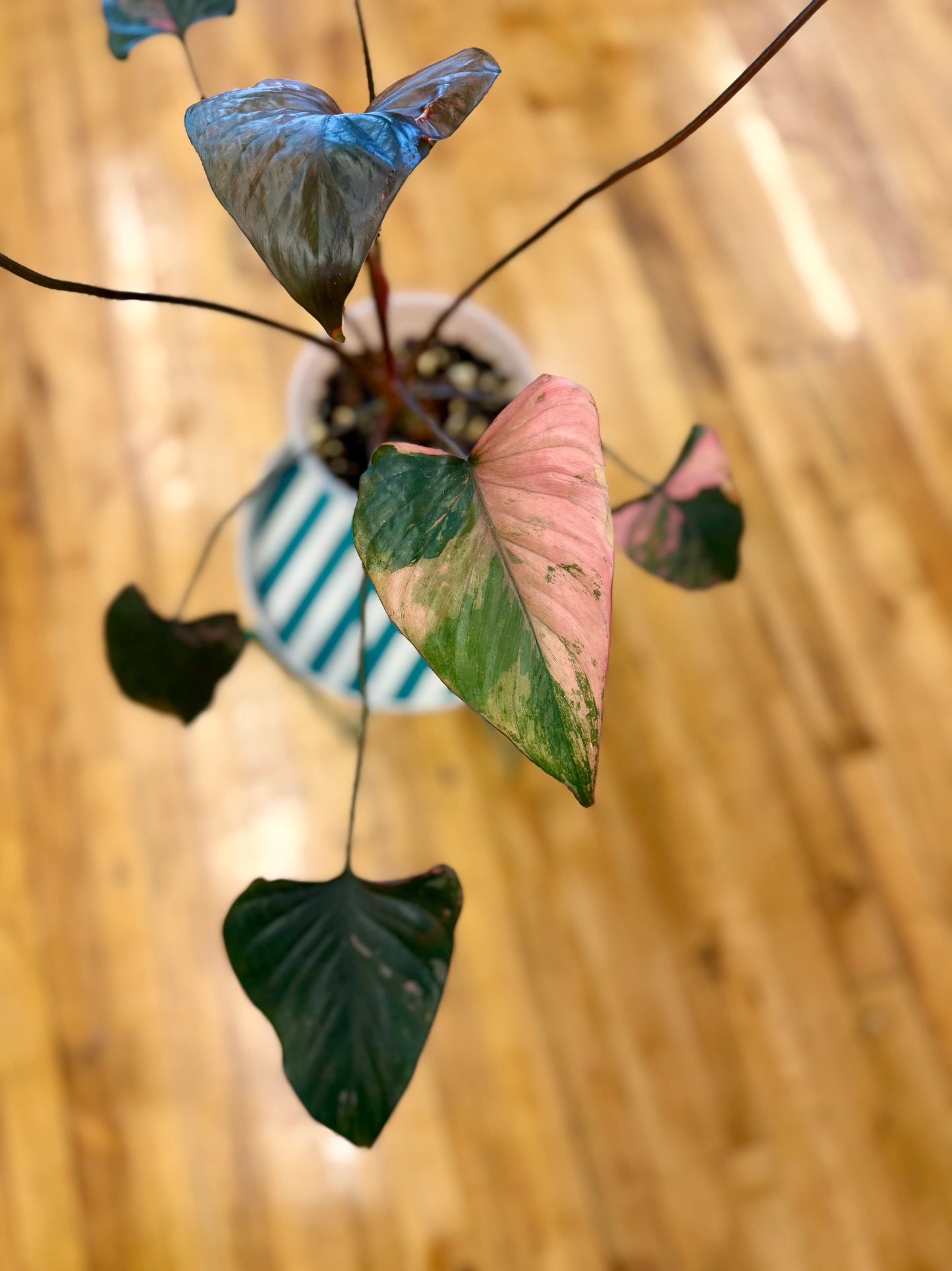 Homalomena Pink Diamond 6in