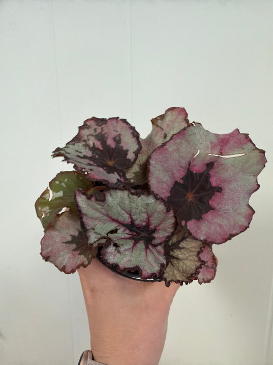 Spirit of Kwale Begonia 4in