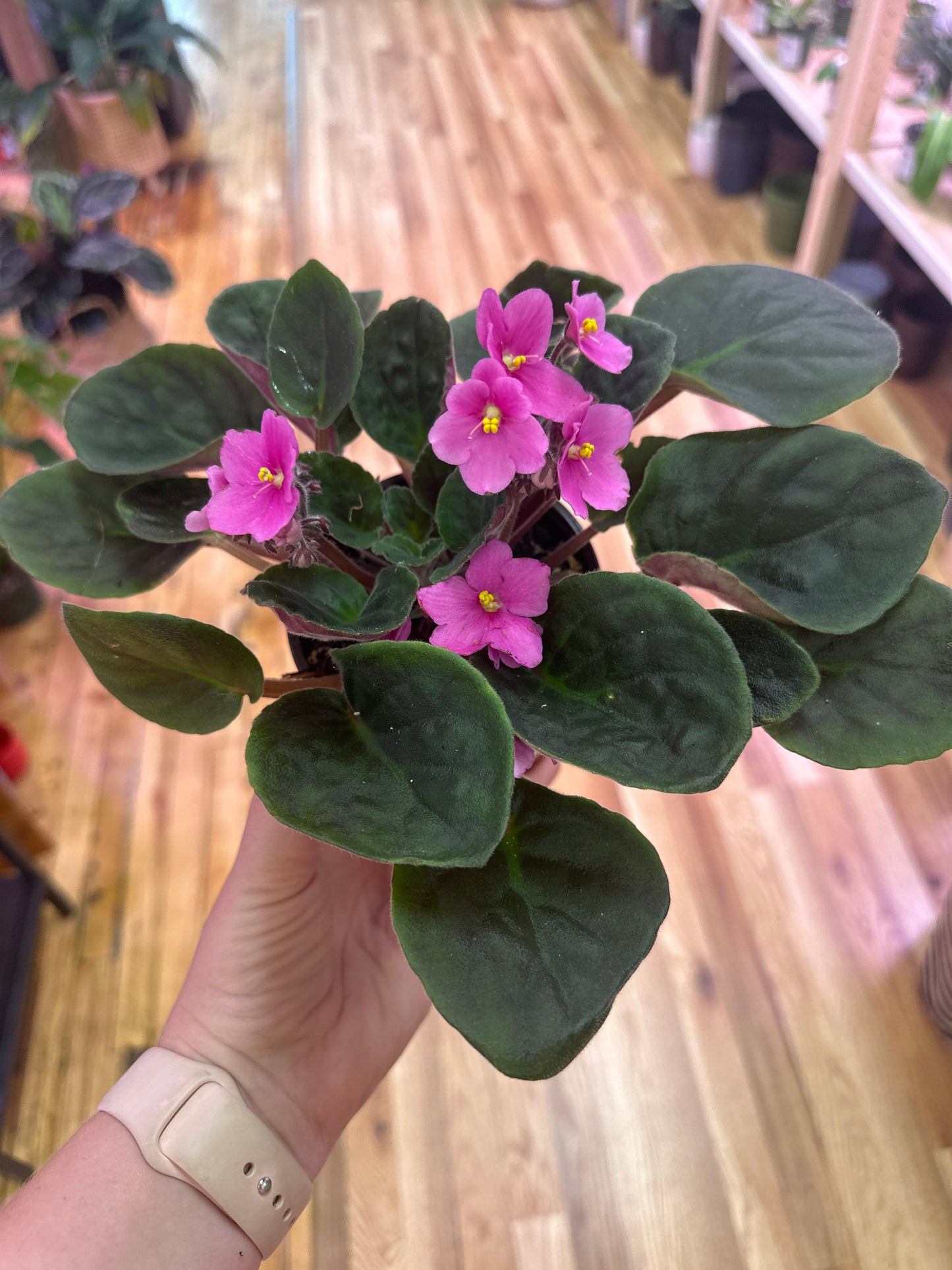 African Violet 4in