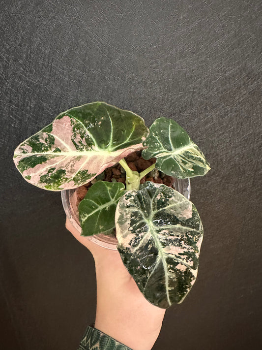 Alocasia Black Velvet, Variegated 4in