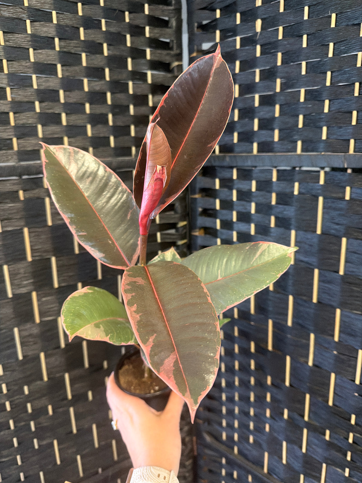 Ruby Ficus 4in