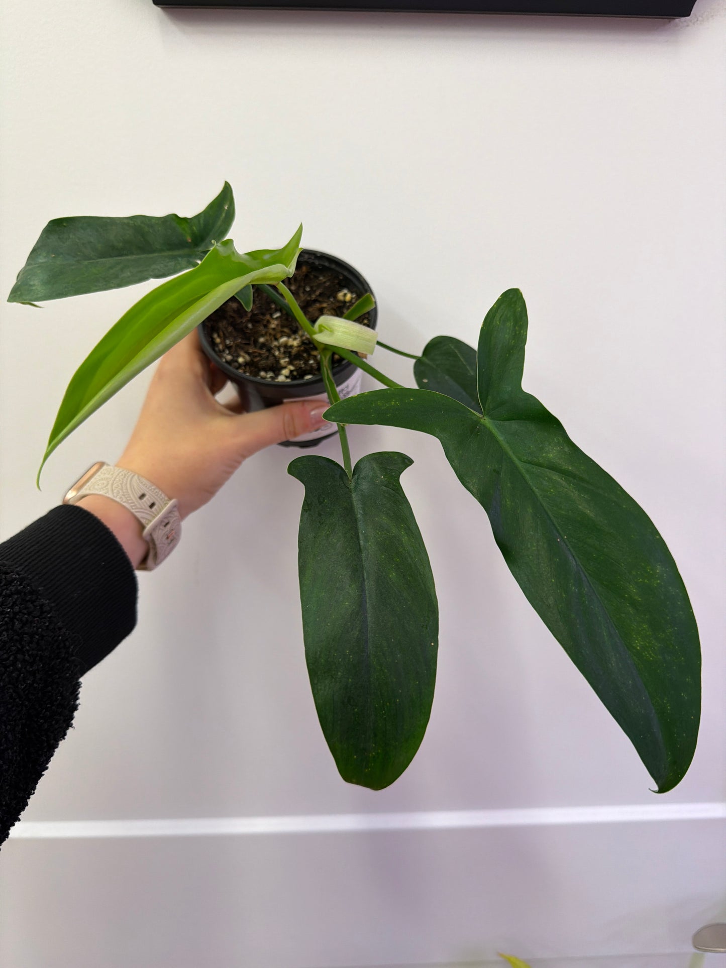 69686 Philodendron 4in
