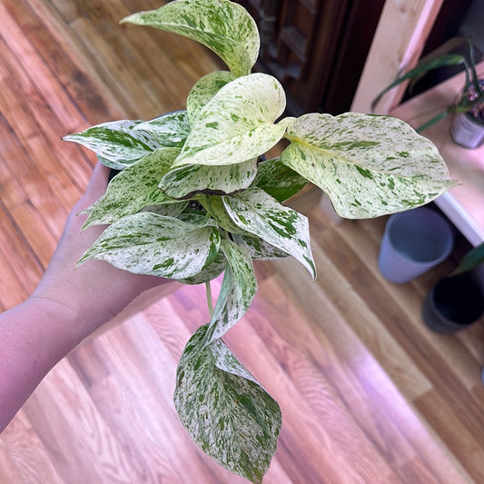 Snow Queen Pothos