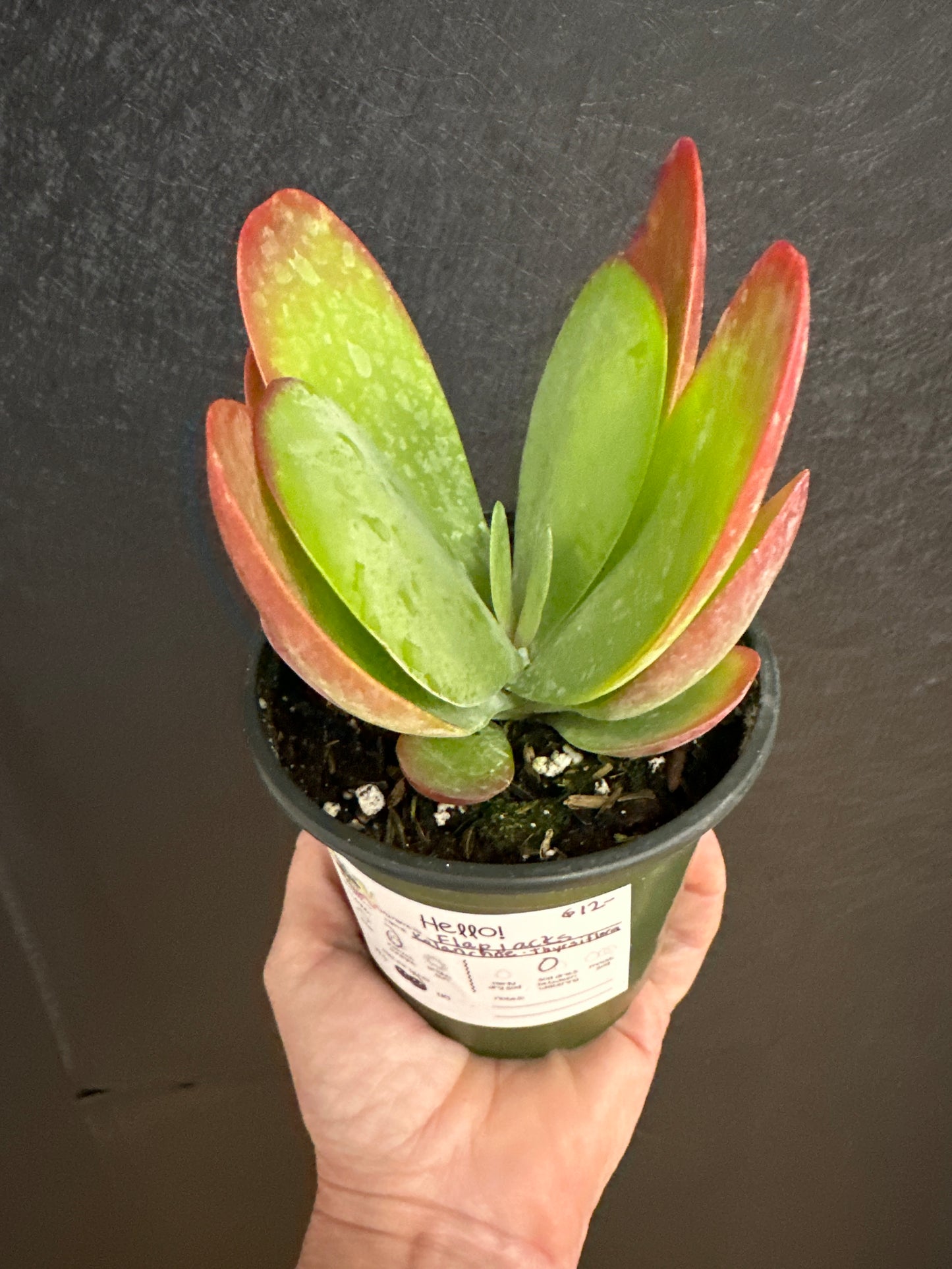 Flap Jacks Succulent 4"