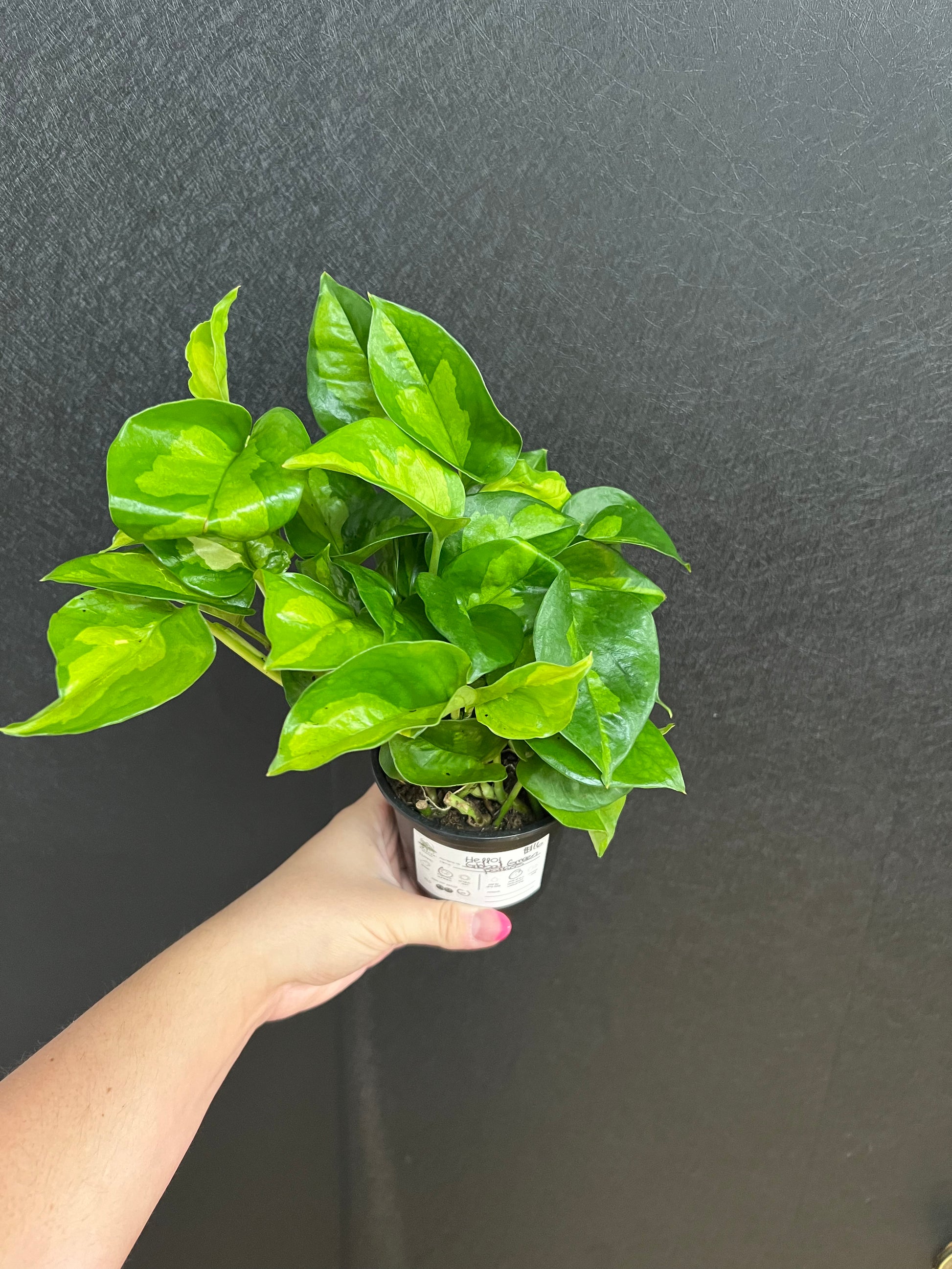 pothos global green Global Green Pothos 4in – Blossom + Branch Houseplants