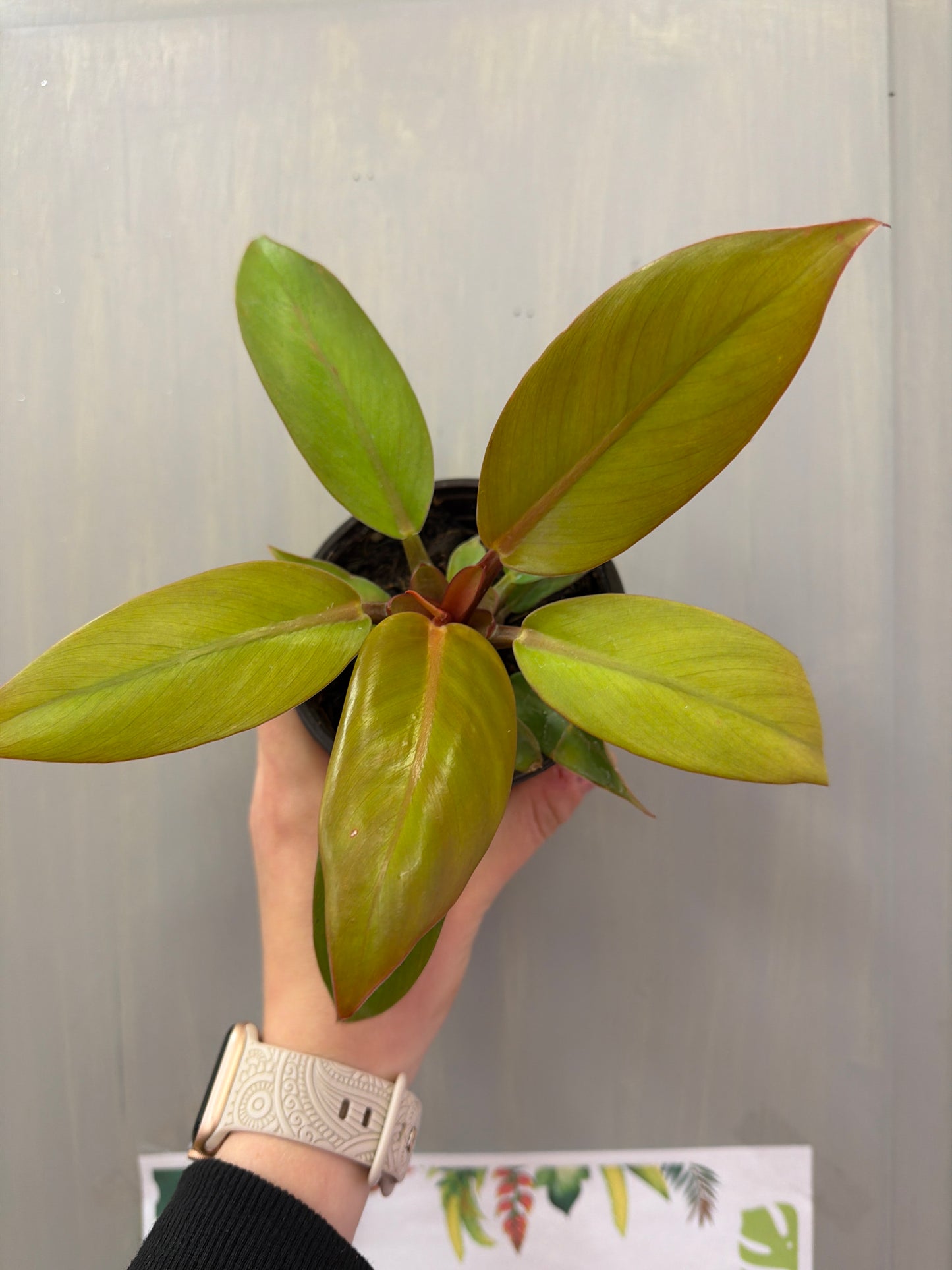 Tangerine Philodendron 4in