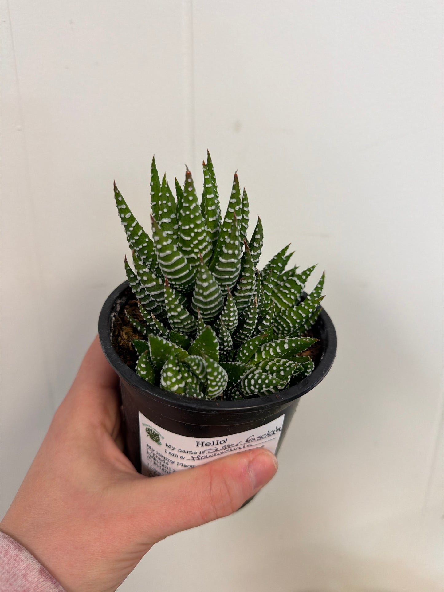 Super Fasciata Haworthia