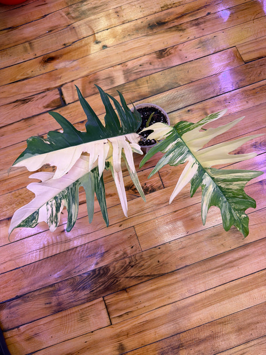 Philodendron Florida Beauty x Tortum 4in