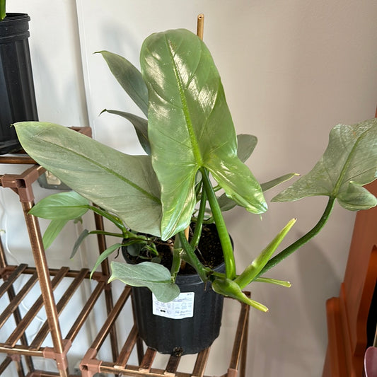 Philodendron Silver Sword- 2 gallon