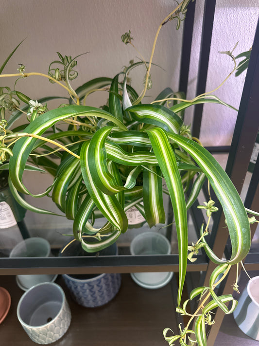 Bonnie Spider Plant 4in