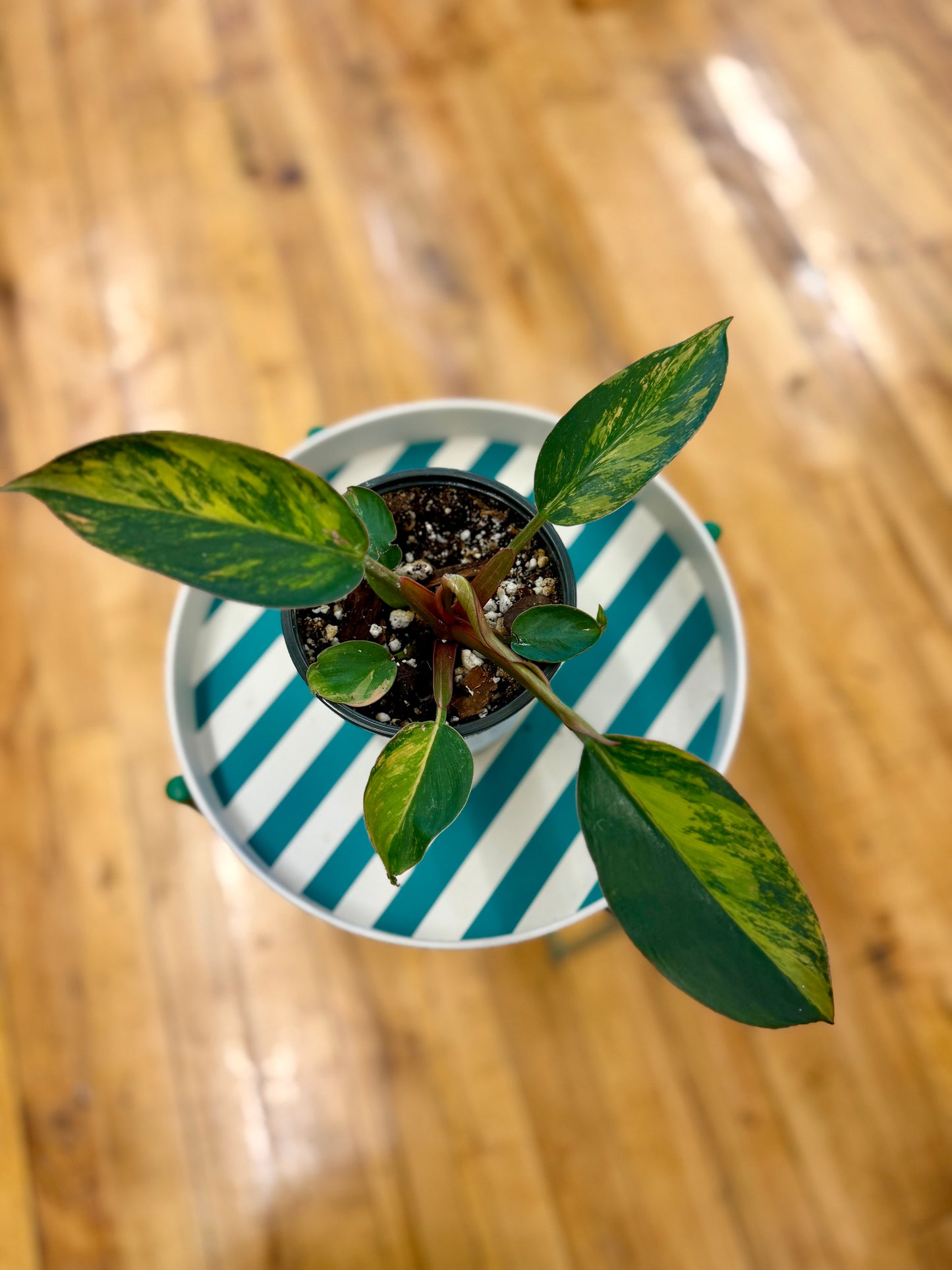 Philodendron Red Congo Variegated 4in