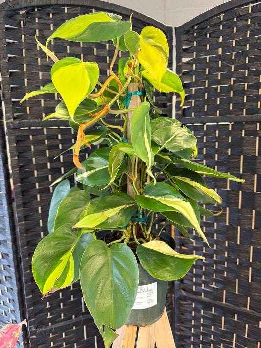 Brasil Philodendron Totem 6in