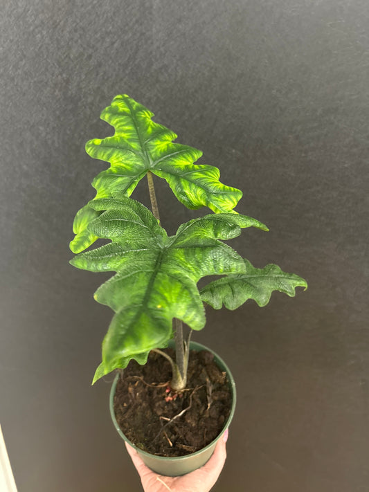 Alocasia Jacklyn 6in
