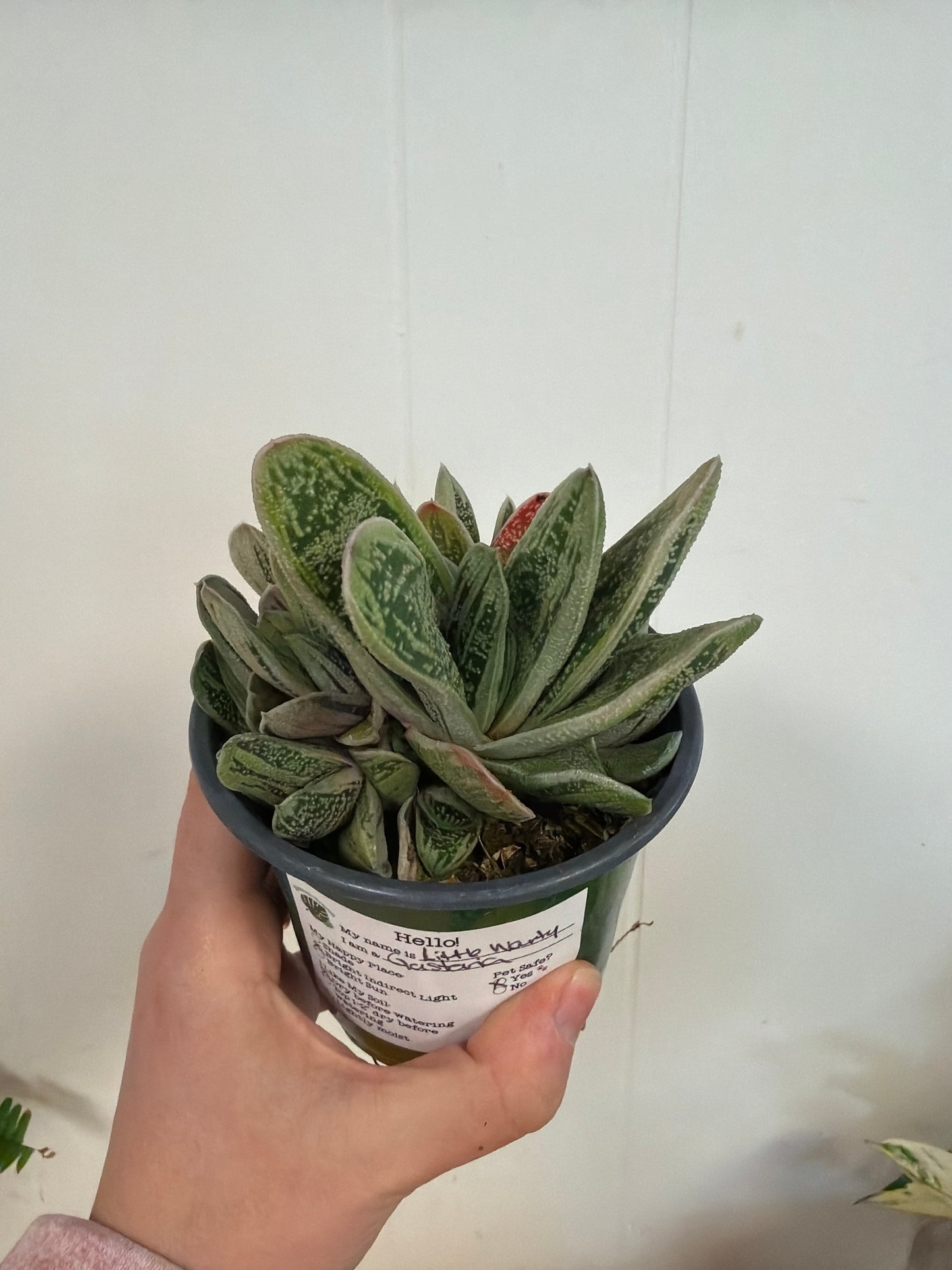 Little Warty 4in