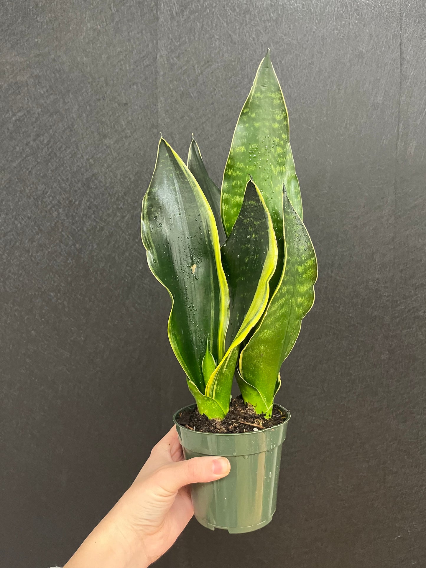 Fabi Snake Plant 4in