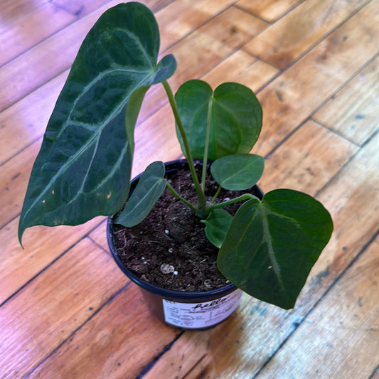 Magnificum Anthurium