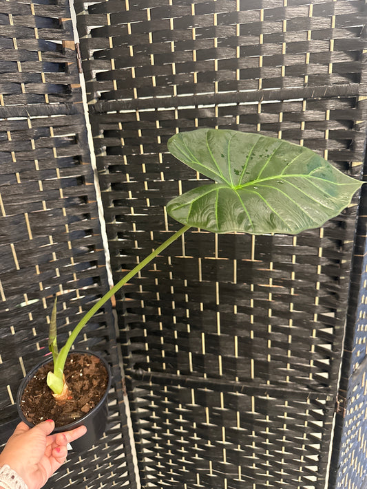 Regal Shield Alocasia 6in