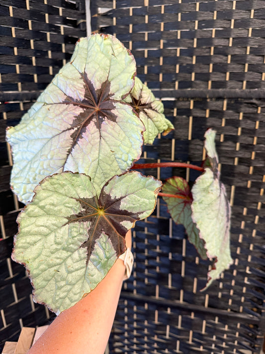 First Blush Begonia 4in