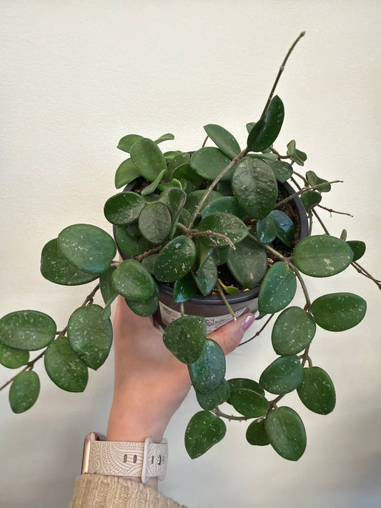 Hoya Mathilde 5in
