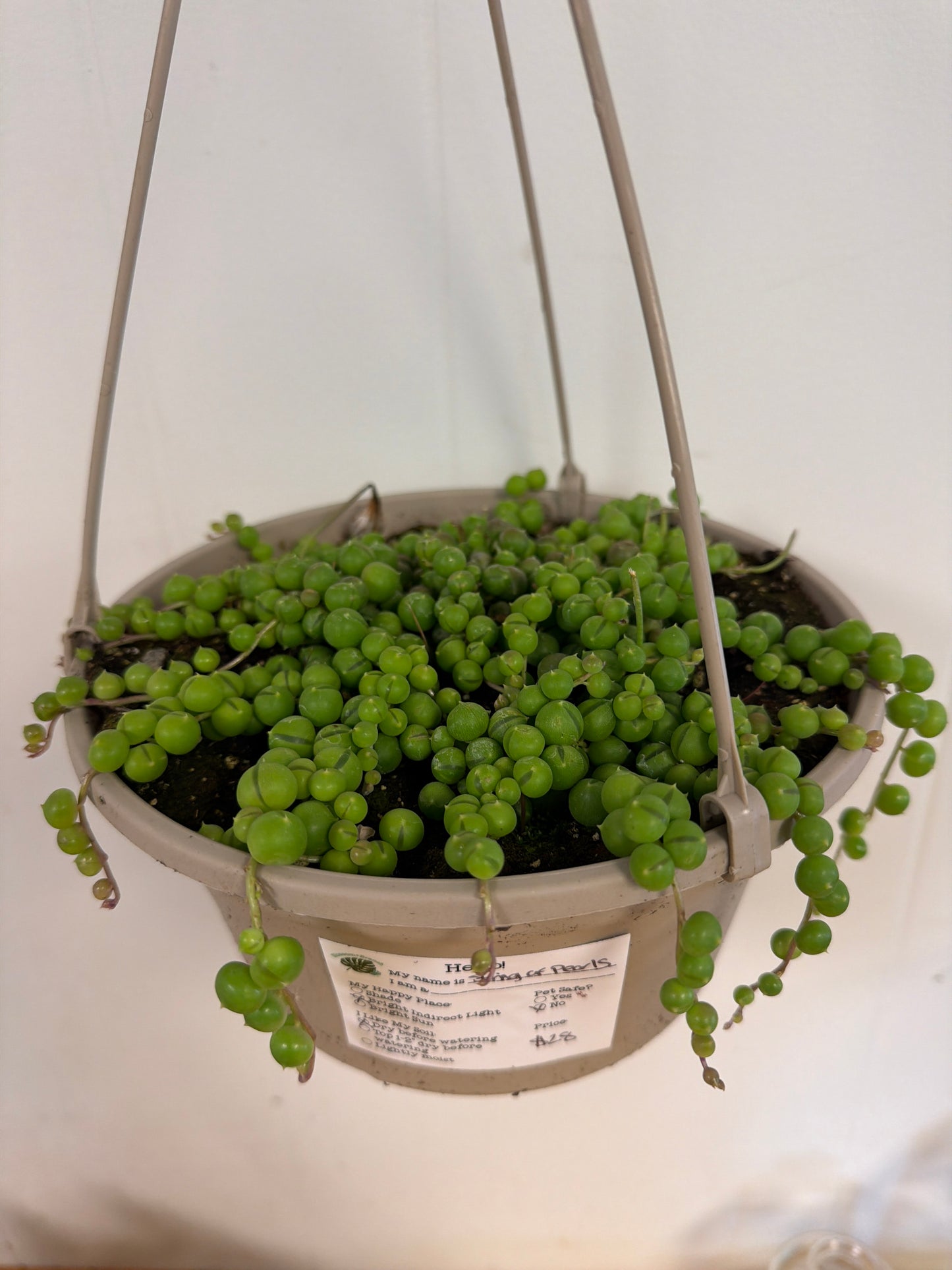 String of Pearls 8in Hanging