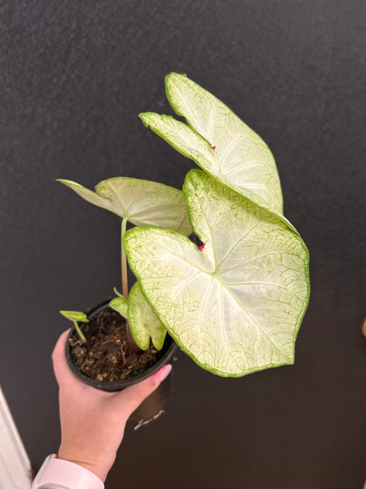 Florida Moonlight Caladium