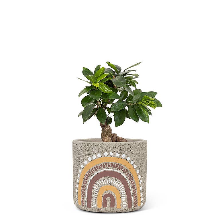 Boho Rainbow Planter: small