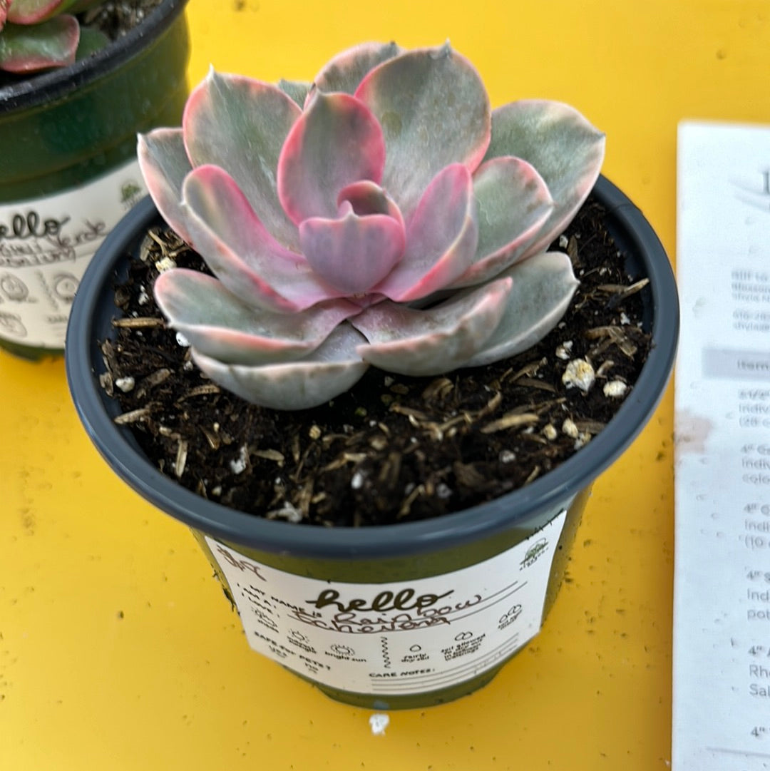 Rainbow Succulent