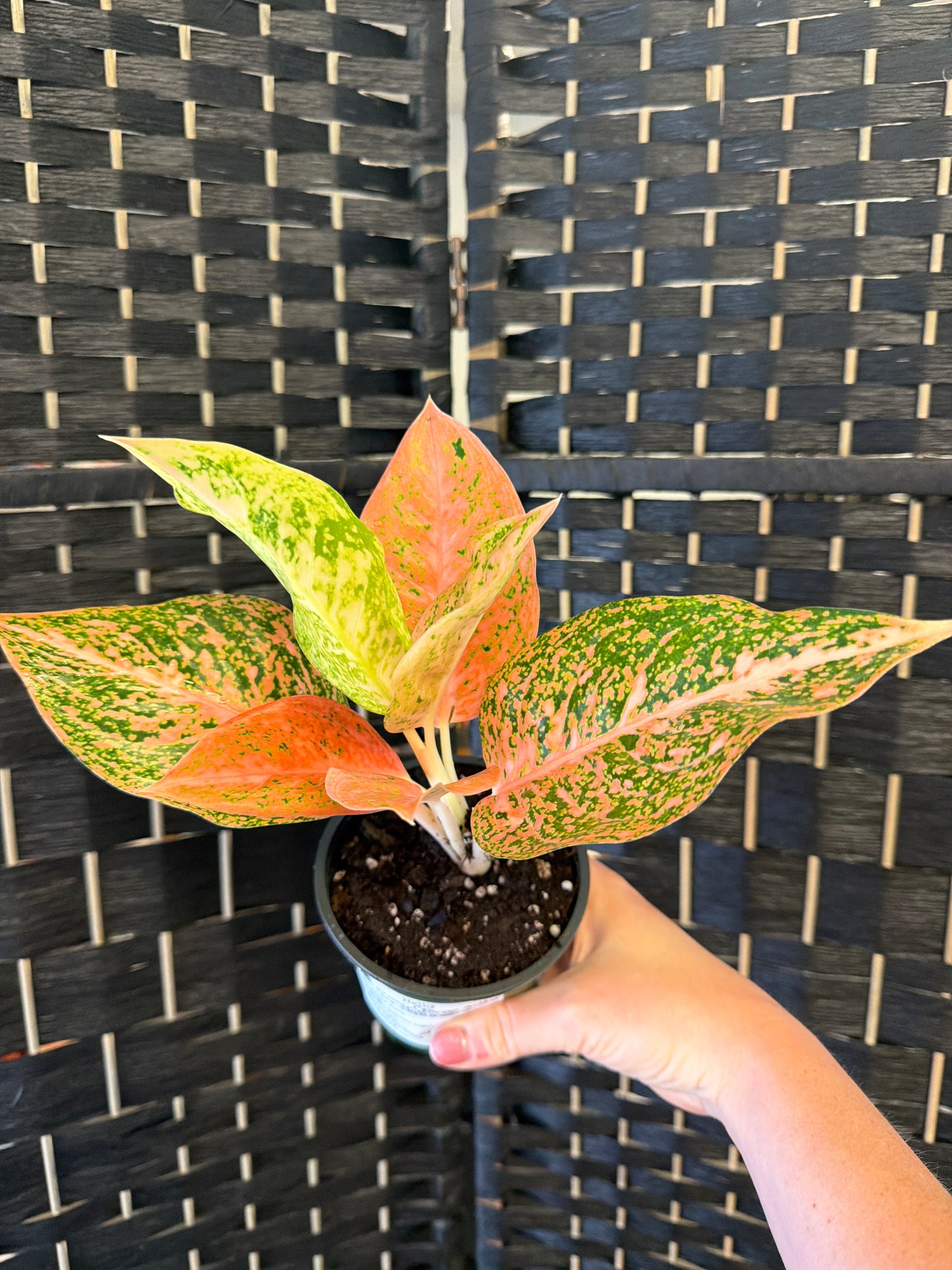 Orange Stardust Aglaonema 4in
