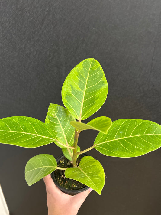 Yellow Gem Ficus