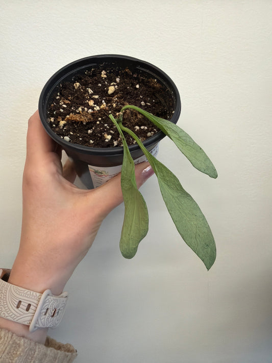 Hoya New Guinea Ghost 4in