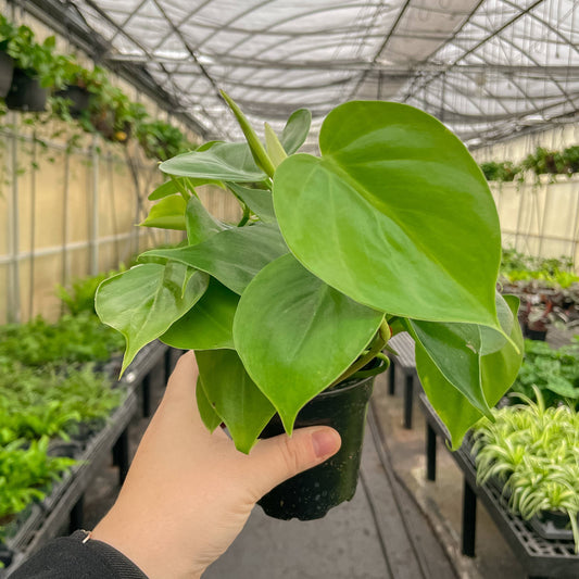 Heartleaf Philodendron