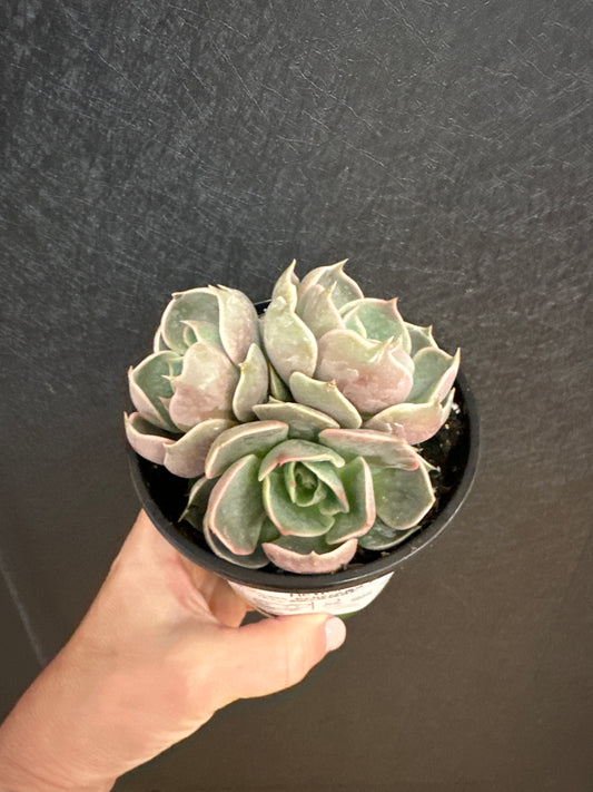 Echeveria Lotus 4"