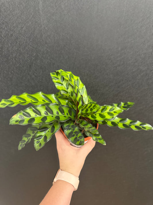 Rattlesnake Calathea -4in