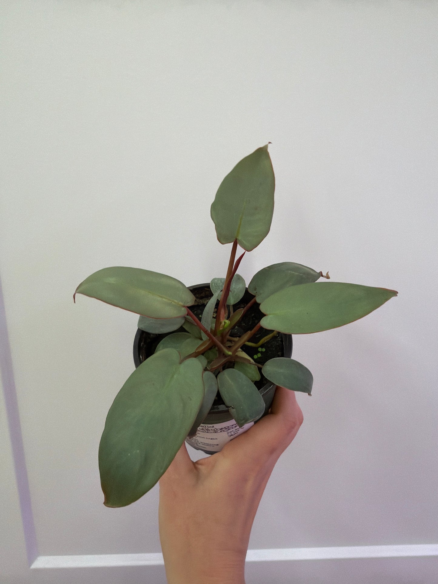 Philodendron Atabapoense 4in