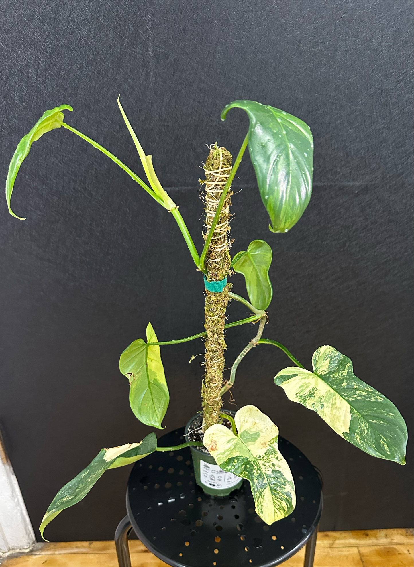 Philodendron Bipennifolium Variegated 4in with pole