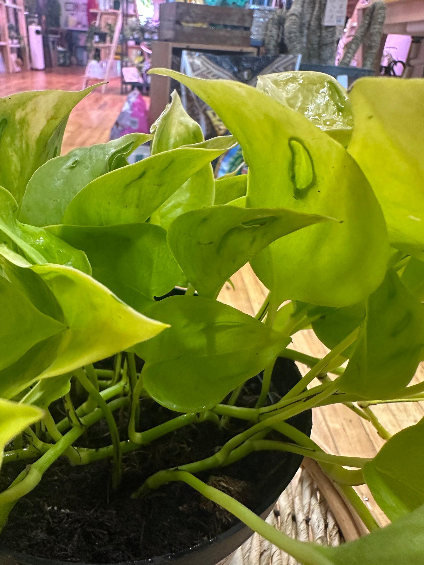 Epipremnum ‘Champs-Élysées’ 6in