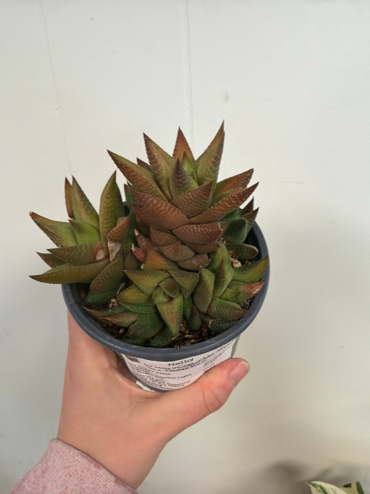 Coarctata Ibiridia Haworthia 4in