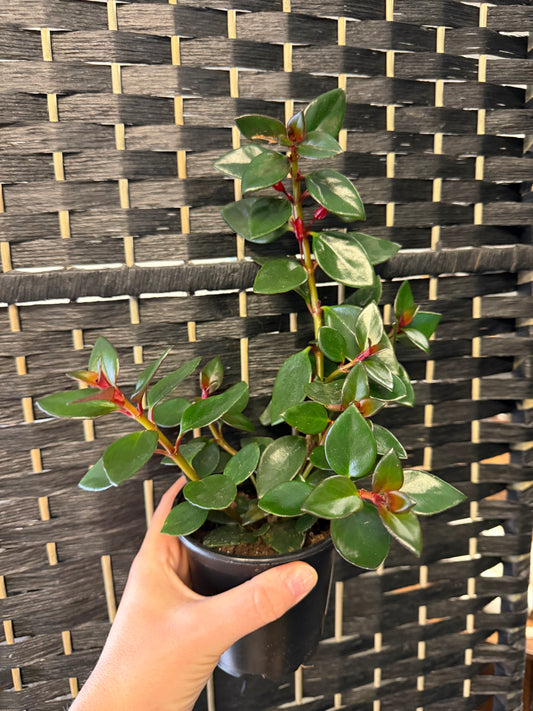 Red Goldfish Plant 4in