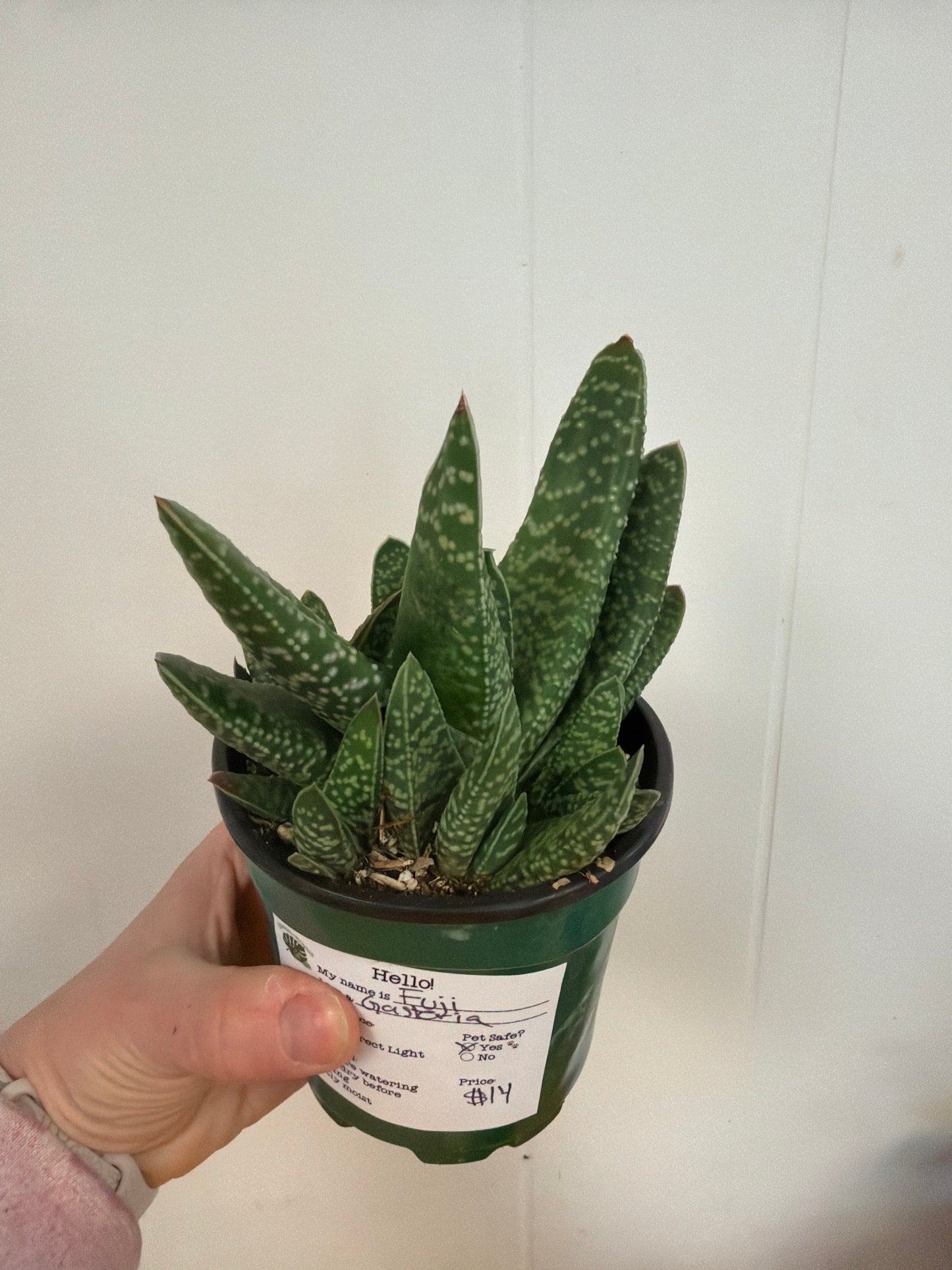 Fuji Gasteria 4in