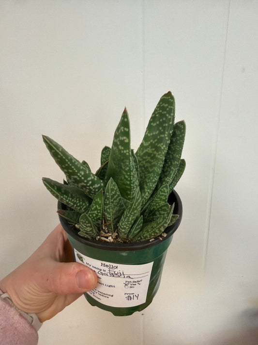 Fuji Gasteria 4in