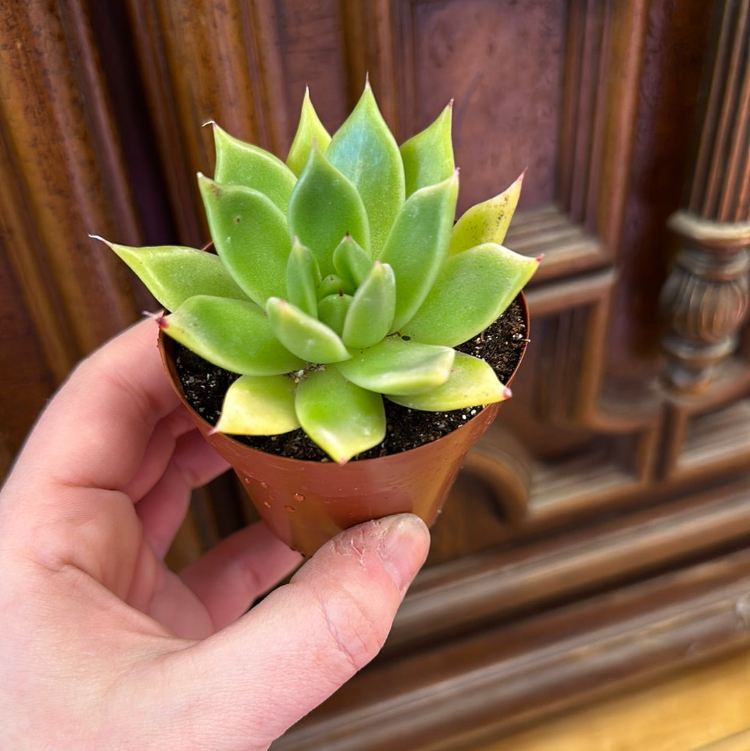 Succulent 2.5in