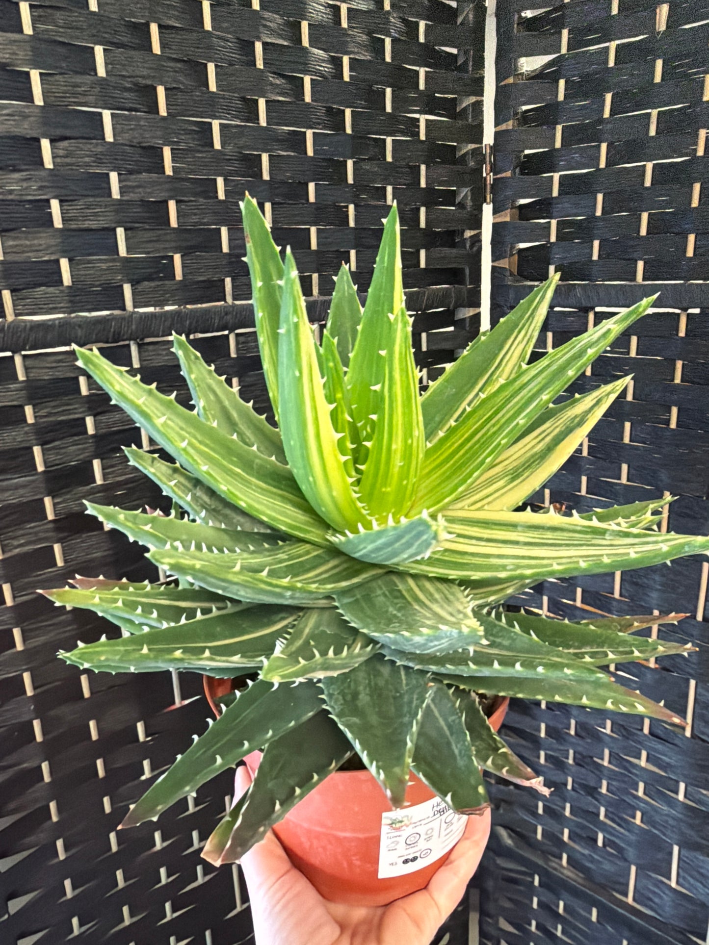 Delta Light Aloe 6in