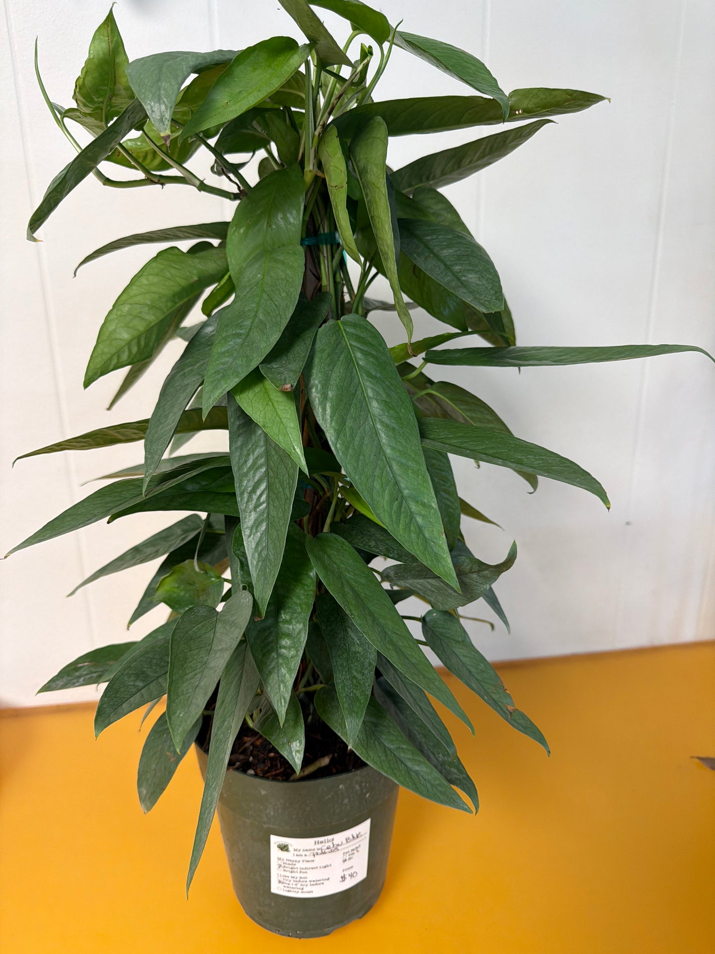 Cebu Blue Pothos on Totem