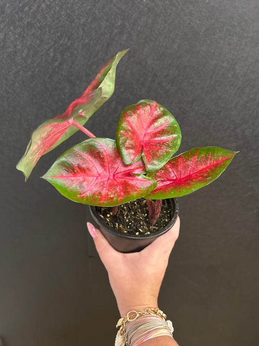 Bombshell caladium