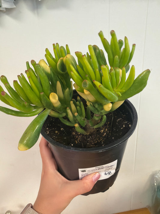 Gollum Jade 8in