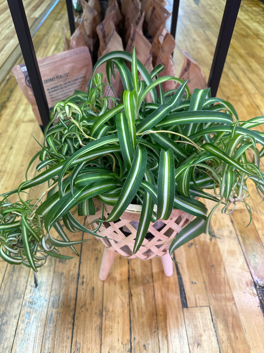 Bonnie Spider Plant 6in