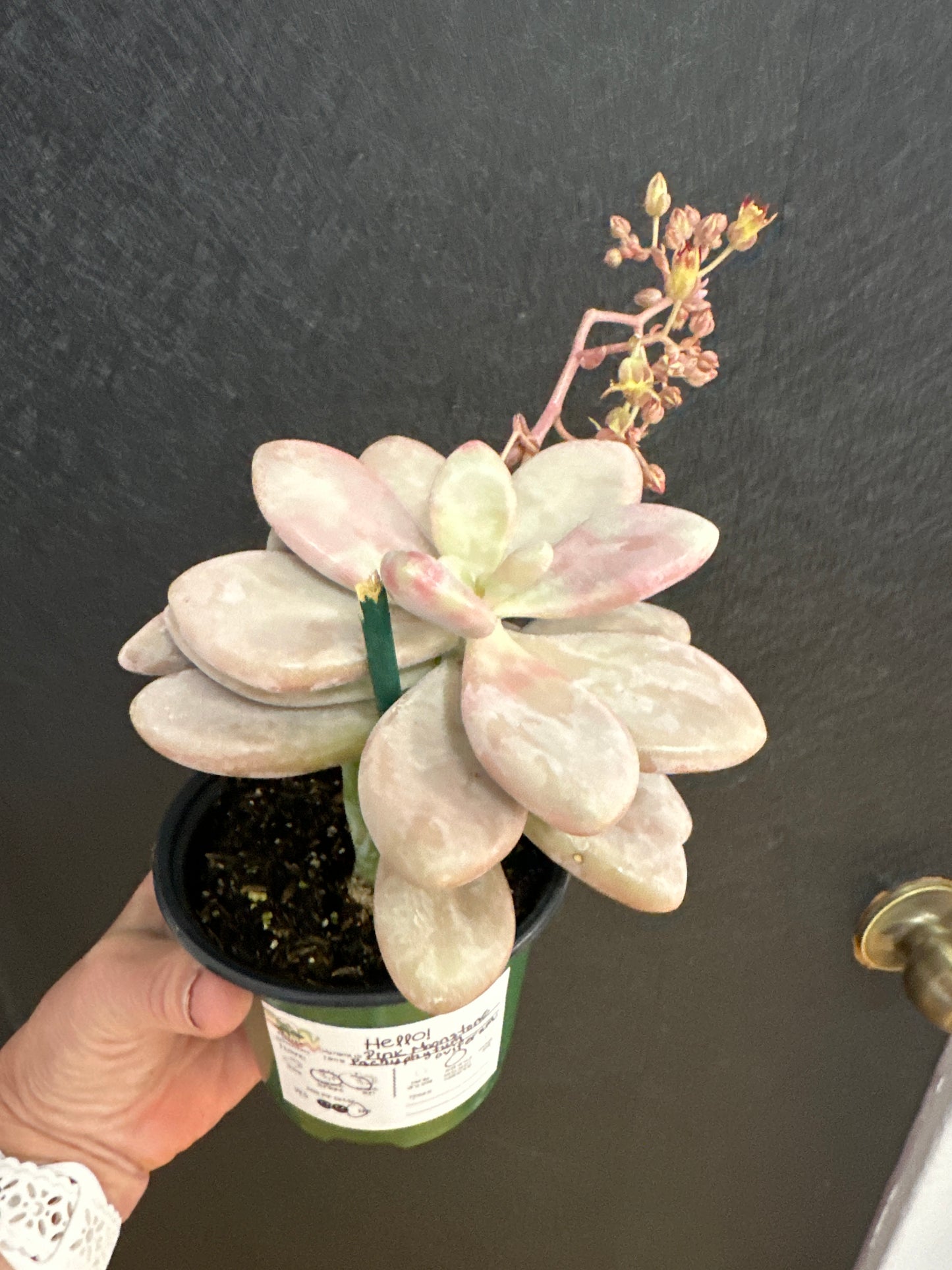 Pink Moonstone 4"