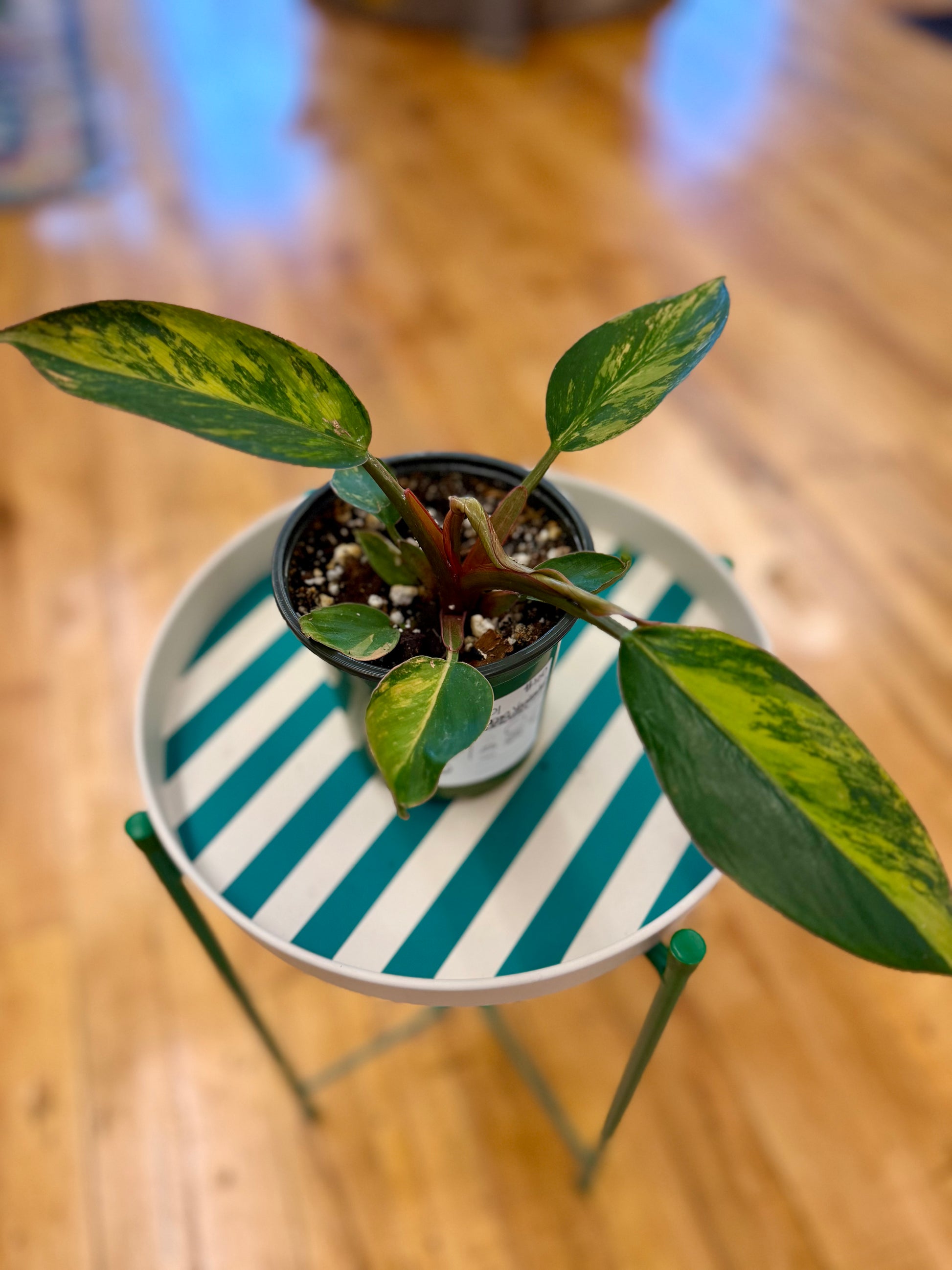 philodendron birkin with red congo variegated Philodendron Red Congo Variegated 4in