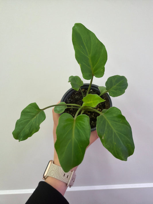 Xanadu Philodendron 4in