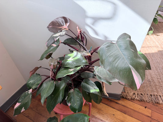 Philodendron Pink Princess 2 Gallon